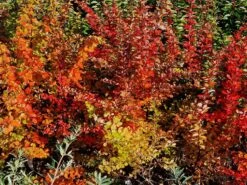 Grüne Heckenberberitze -Günstiges Erd Seele Geschäft gruene heckenberberitze m006128 w 7