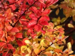 Grüne Heckenberberitze -Günstiges Erd Seele Geschäft gruene heckenberberitze m006128 w 8