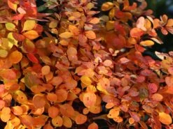 Grüne Heckenberberitze -Günstiges Erd Seele Geschäft gruene heckenberberitze m006128 w 9