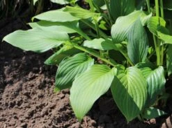 Grüne Wellblatt-Funkie 'Erromena' -Günstiges Erd Seele Geschäft gruene wellblatt funkie erromena m059089 w 0