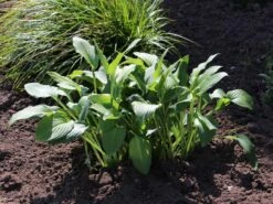 Grüne Wellblatt-Funkie 'Erromena' -Günstiges Erd Seele Geschäft gruene wellblatt funkie erromena m059089 w 1