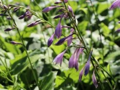 Grüne Wellblatt-Funkie 'Erromena' -Günstiges Erd Seele Geschäft gruene wellblatt funkie erromena m059089 w 3