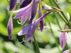 Grüne Wellblatt-Funkie 'Erromena' -Günstiges Erd Seele Geschäft gruene wellblatt funkie erromena m059089 w 4