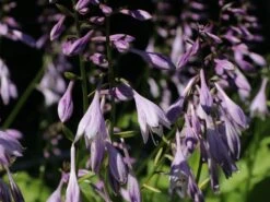 Grüne Wellblatt-Funkie 'Erromena' -Günstiges Erd Seele Geschäft gruene wellblatt funkie erromena m059089 w 6