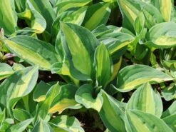 Grünrand-Funkie 'Gypsy Rose' ® -Günstiges Erd Seele Geschäft gruenrand funkie gypsy rose m081881 w 4