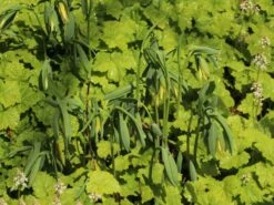 Hänge Goldglocke 12 Hänge Goldglocke -Günstiges Erd Seele Geschäft haenge goldglocke m010879 w 0