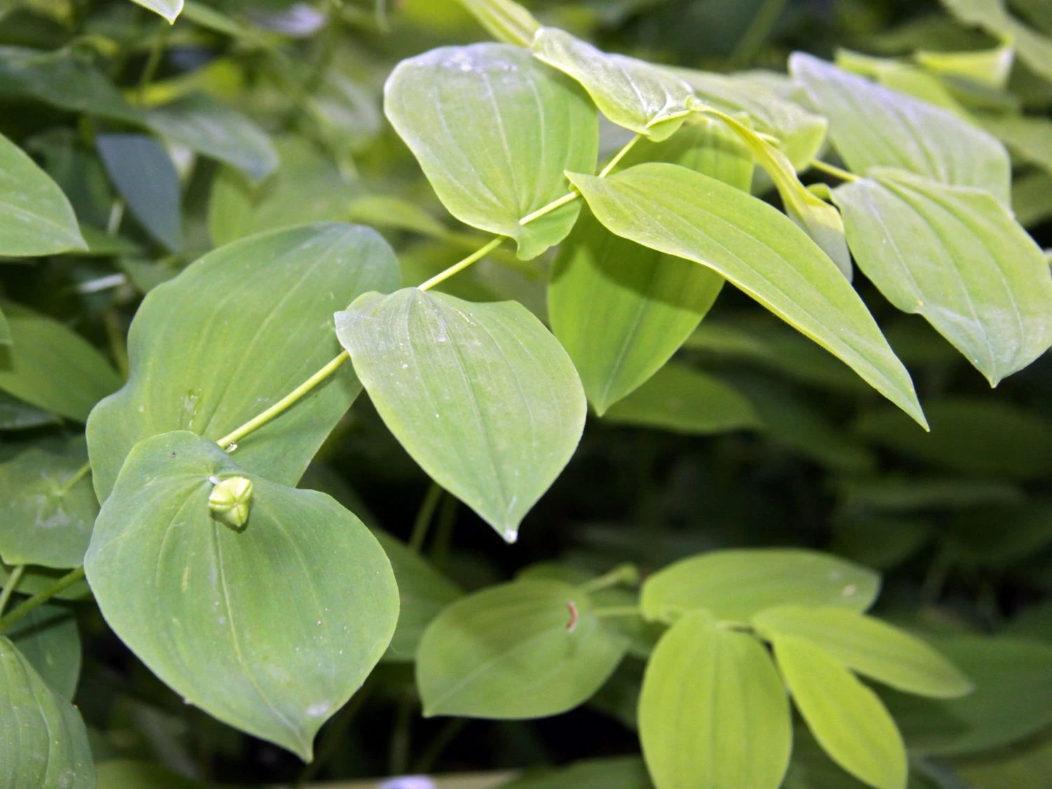 Hänge Goldglocke 8 Hänge Goldglocke – Bild 6