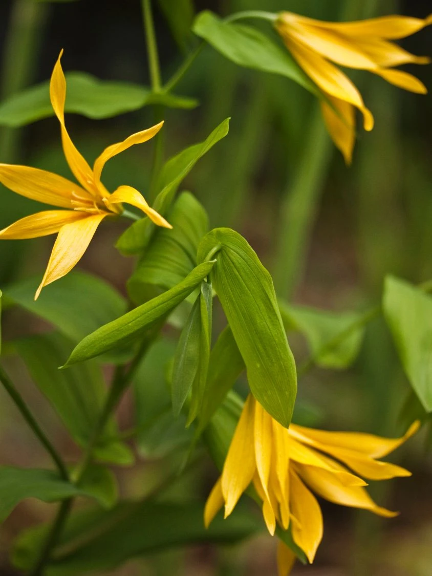 Hänge Goldglocke 10 Hänge Goldglocke – Bild 8