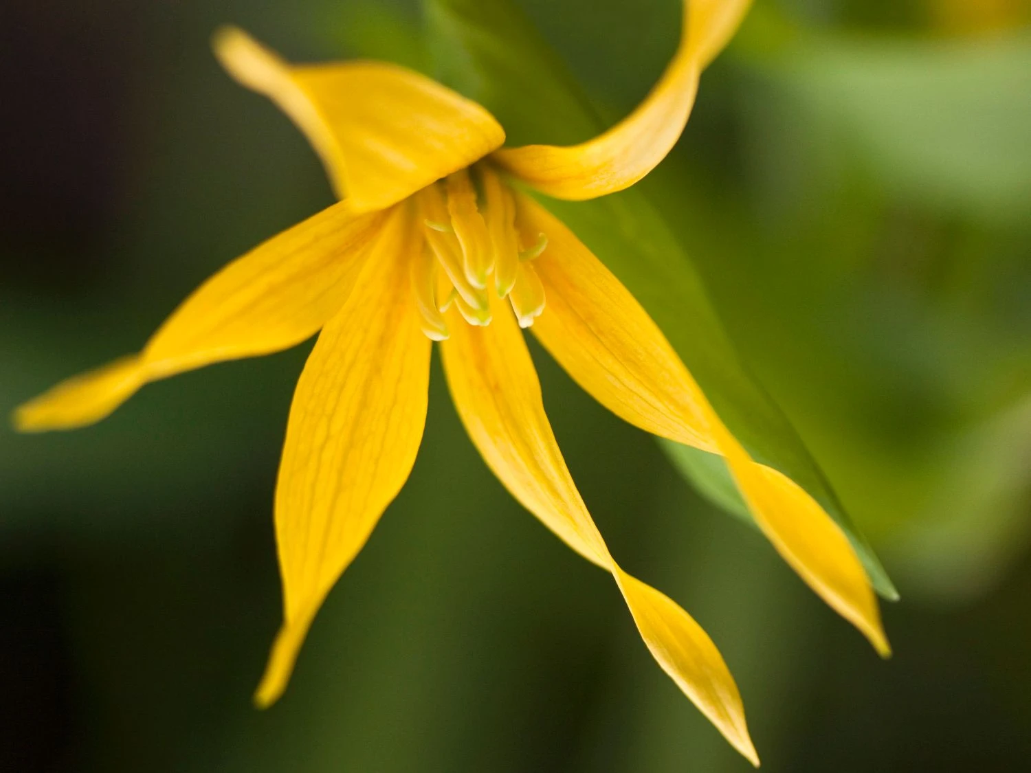 Hänge Goldglocke 9 Hänge Goldglocke – Bild 7