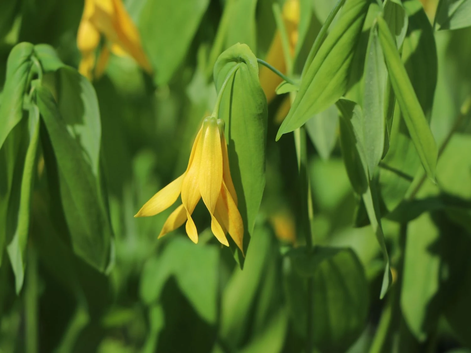 Hänge Goldglocke 6 Hänge Goldglocke – Bild 4