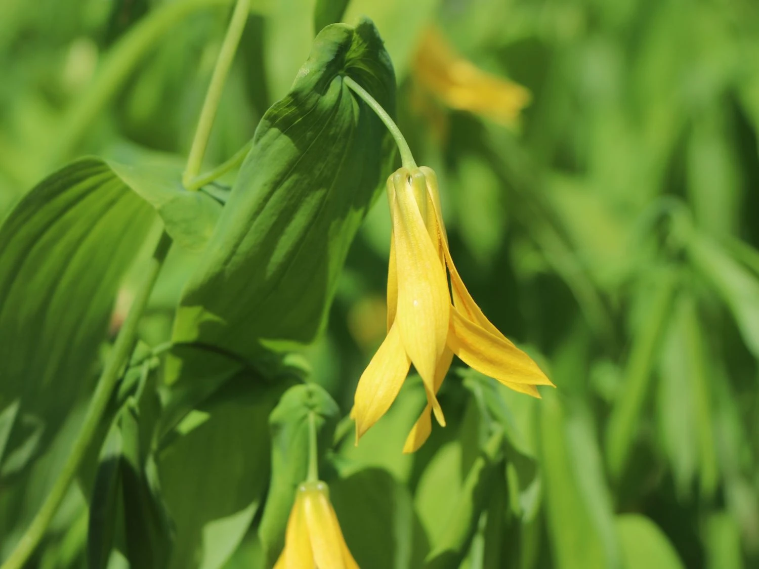 Hänge Goldglocke 7 Hänge Goldglocke – Bild 5