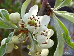 Hängende Wildbirne 'Pendula' -Günstiges Erd Seele Geschäft haengende wildbirne pendula m069463 930812 0