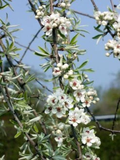 Hängende Wildbirne 'Pendula' -Günstiges Erd Seele Geschäft haengende wildbirne pendula m069463 w 0