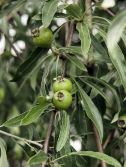 Hängende Wildbirne 'Pendula' -Günstiges Erd Seele Geschäft haengende wildbirne pendula m069463 w 1
