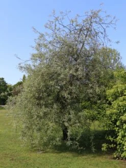 Hängende Wildbirne 'Pendula' -Günstiges Erd Seele Geschäft haengende wildbirne pendula m069463 w 10