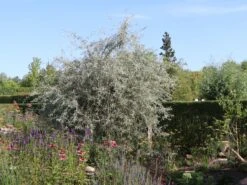 Hängende Wildbirne 'Pendula' -Günstiges Erd Seele Geschäft haengende wildbirne pendula m069463 w 11