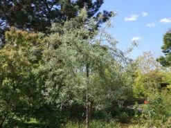Hängende Wildbirne 'Pendula' -Günstiges Erd Seele Geschäft haengende wildbirne pendula m069463 w 12