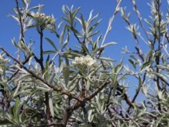 Hängende Wildbirne 'Pendula' -Günstiges Erd Seele Geschäft haengende wildbirne pendula m069463 w 13
