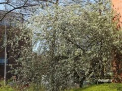 Hängende Wildbirne 'Pendula' -Günstiges Erd Seele Geschäft haengende wildbirne pendula m069463 w 14