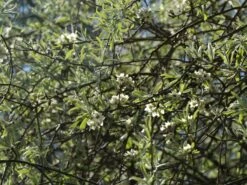 Hängende Wildbirne 'Pendula' -Günstiges Erd Seele Geschäft haengende wildbirne pendula m069463 w 15