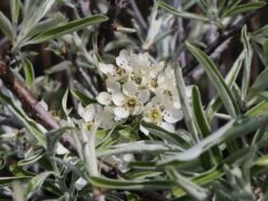 Hängende Wildbirne 'Pendula' -Günstiges Erd Seele Geschäft haengende wildbirne pendula m069463 w 2