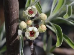 Hängende Wildbirne 'Pendula' -Günstiges Erd Seele Geschäft haengende wildbirne pendula m069463 w 3
