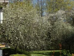 Hängende Wildbirne 'Pendula' -Günstiges Erd Seele Geschäft haengende wildbirne pendula m069463 w 4