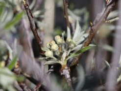 Hängende Wildbirne 'Pendula' -Günstiges Erd Seele Geschäft haengende wildbirne pendula m069463 w 5