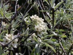 Hängende Wildbirne 'Pendula' -Günstiges Erd Seele Geschäft haengende wildbirne pendula m069463 w 6