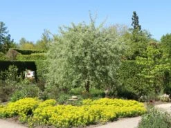 Hängende Wildbirne 'Pendula' -Günstiges Erd Seele Geschäft haengende wildbirne pendula m069463 w 7