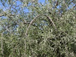 Hängende Wildbirne 'Pendula' -Günstiges Erd Seele Geschäft haengende wildbirne pendula m069463 w 8