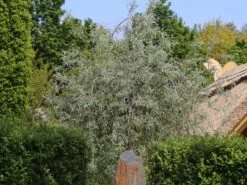 Hängende Wildbirne 'Pendula' -Günstiges Erd Seele Geschäft haengende wildbirne pendula m069463 w 9