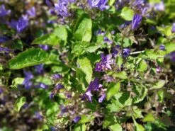 Hängepolster-Glockenblume -Günstiges Erd Seele Geschäft haengepolster glockenblume m001592 1072389 0