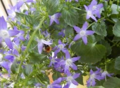 Hängepolster-Glockenblume -Günstiges Erd Seele Geschäft haengepolster glockenblume m001592 1156913 0