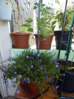 Hängepolster-Glockenblume -Günstiges Erd Seele Geschäft haengepolster glockenblume m001592 1156913 1