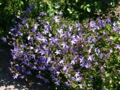 Hängepolster-Glockenblume -Günstiges Erd Seele Geschäft haengepolster glockenblume m001592 w 0