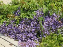 Hängepolster-Glockenblume -Günstiges Erd Seele Geschäft haengepolster glockenblume m001592 w 1