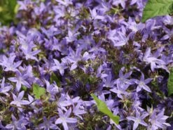 Hängepolster-Glockenblume -Günstiges Erd Seele Geschäft haengepolster glockenblume m001592 w 2