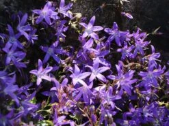 Hängepolster-Glockenblume -Günstiges Erd Seele Geschäft haengepolster glockenblume m001592 w 5