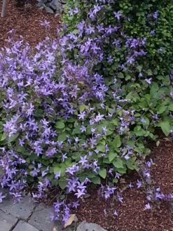 Hängepolster-Glockenblume 'Stella' 25 Hängepolster-Glockenblume 'Stella' -Günstiges Erd Seele Geschäft haengepolster glockenblume stella m001593 401538 0