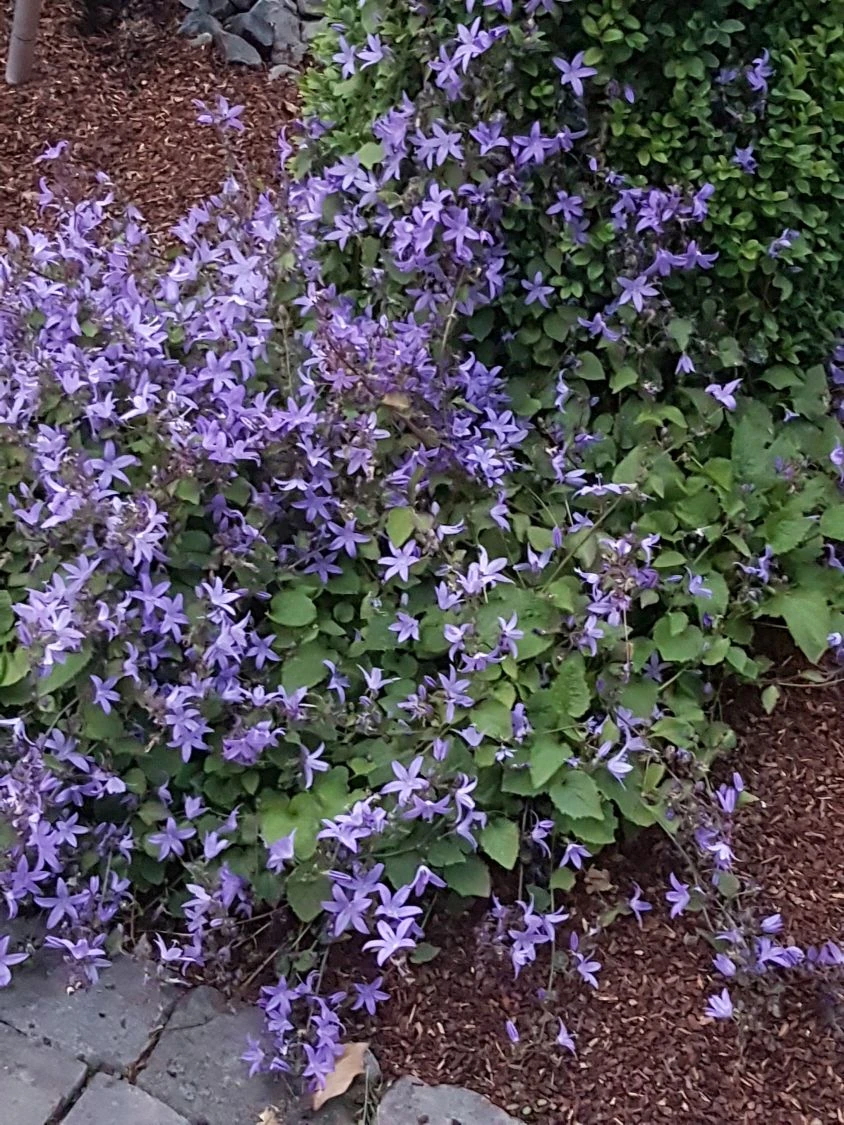 Hängepolster-Glockenblume 'Stella' 14 Hängepolster-Glockenblume 'Stella' – Bild 12