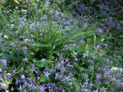 Hängepolster-Glockenblume 'Stella' 23 Hängepolster-Glockenblume 'Stella' -Günstiges Erd Seele Geschäft haengepolster glockenblume stella m001593 w 0