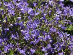 Hängepolster-Glockenblume 'Stella' 16 Hängepolster-Glockenblume 'Stella' -Günstiges Erd Seele Geschäft haengepolster glockenblume stella m001593 w 1