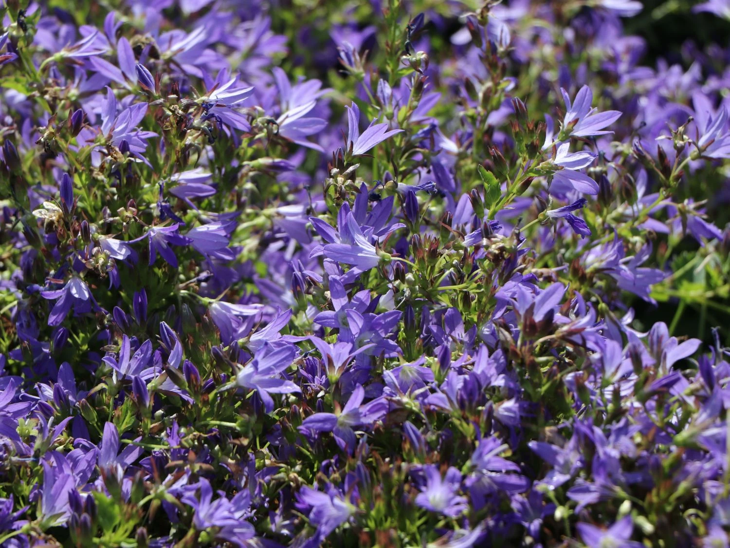 Hängepolster-Glockenblume 'Stella' 5 Hängepolster-Glockenblume 'Stella' – Bild 3
