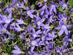 Hängepolster-Glockenblume 'Stella' 17 Hängepolster-Glockenblume 'Stella' -Günstiges Erd Seele Geschäft haengepolster glockenblume stella m001593 w 2