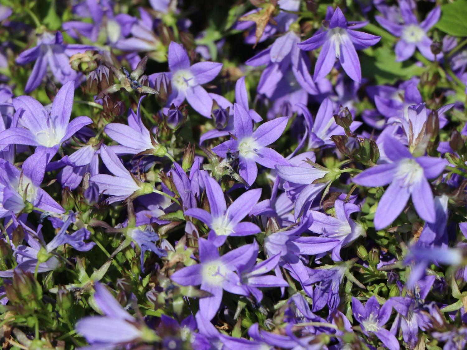 Hängepolster-Glockenblume 'Stella' 6 Hängepolster-Glockenblume 'Stella' – Bild 4