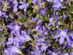 Hängepolster-Glockenblume 'Stella' 19 Hängepolster-Glockenblume 'Stella' -Günstiges Erd Seele Geschäft haengepolster glockenblume stella m001593 w 3