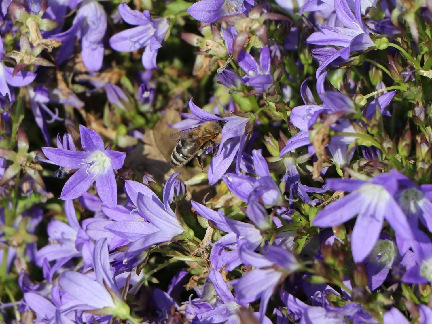 Hängepolster-Glockenblume 'Stella' 8 Hängepolster-Glockenblume 'Stella' – Bild 6