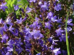 Hängepolster-Glockenblume 'Stella' 22 Hängepolster-Glockenblume 'Stella' -Günstiges Erd Seele Geschäft haengepolster glockenblume stella m001593 w 5