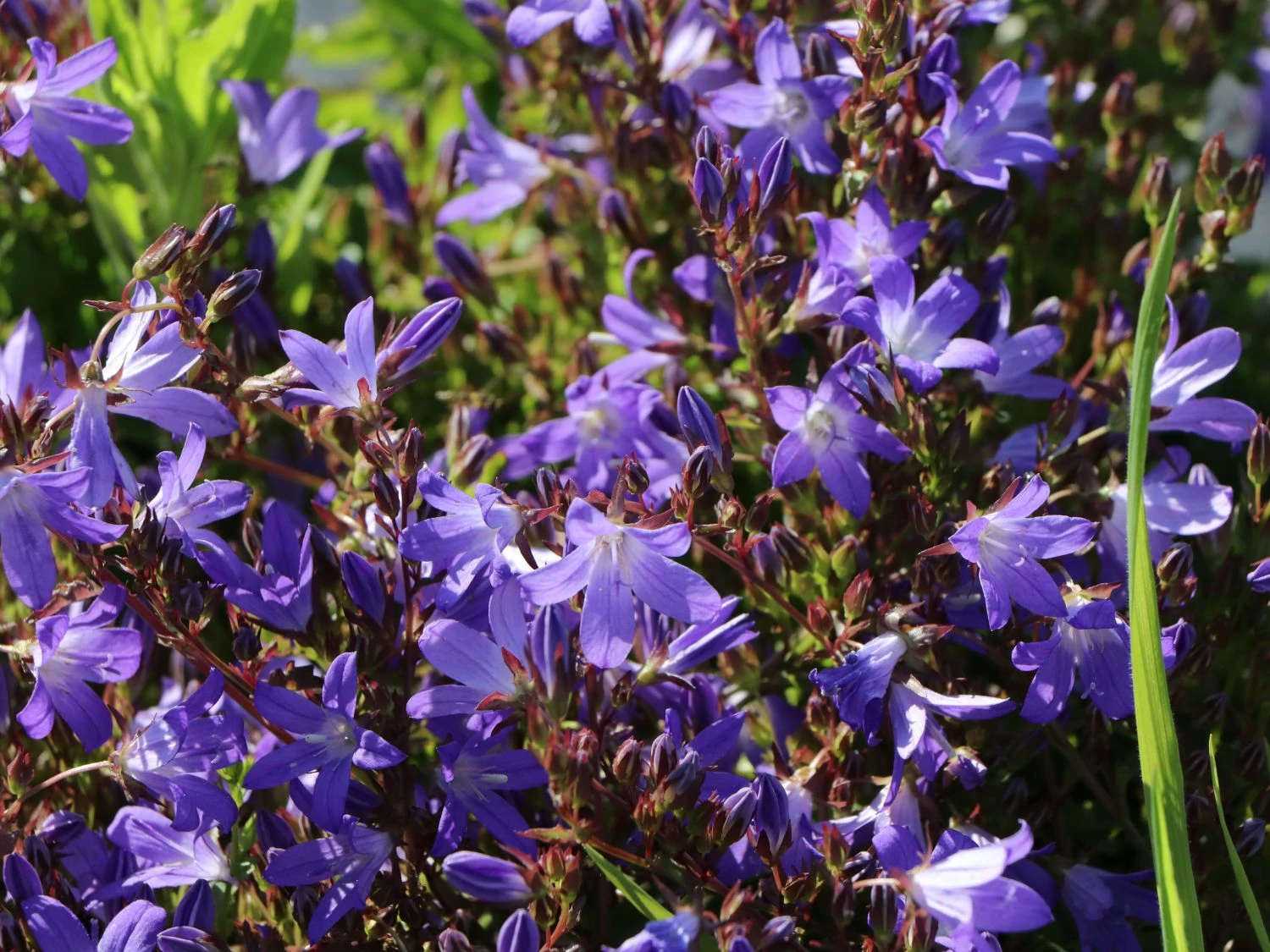 Hängepolster-Glockenblume 'Stella' 11 Hängepolster-Glockenblume 'Stella' – Bild 9